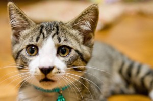 失敗は成功のもと(しっぱいはせいこうのもと)